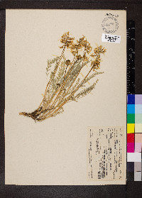 Astragalus reventus image