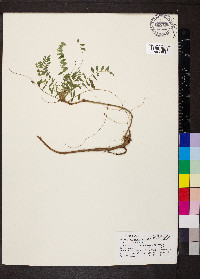 Astragalus tennesseensis image