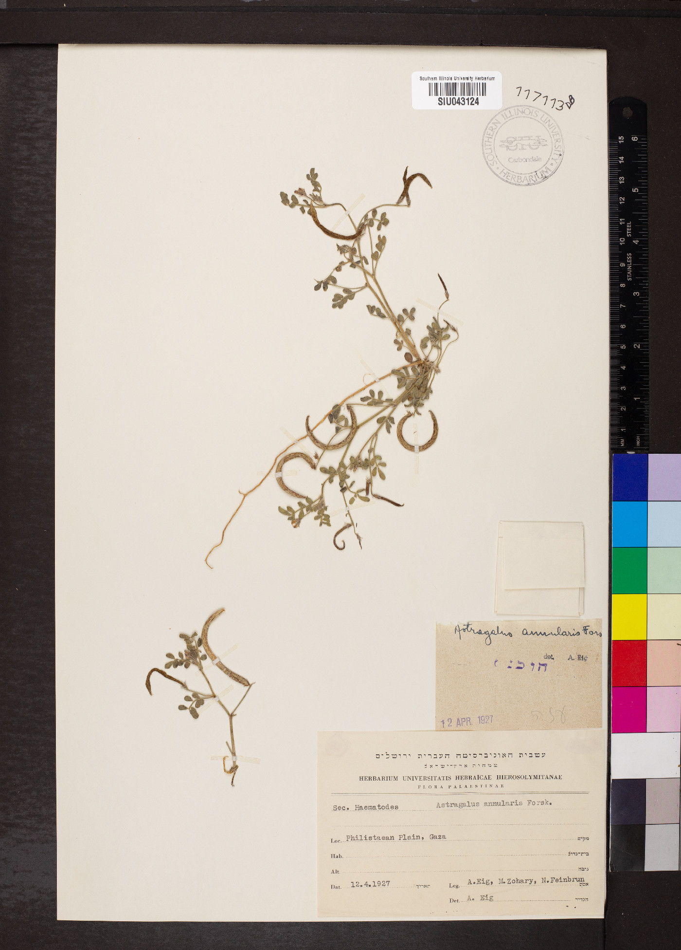 Astragalus annularis image