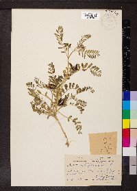 Astragalus boeticus image