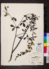 Baptisia alba var. macrophylla image