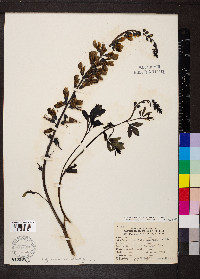 Baptisia alba image
