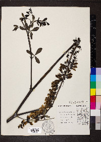 Baptisia alba var. macrophylla image