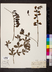 Baptisia alba var. macrophylla image