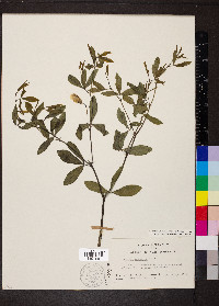 Baptisia alba var. macrophylla image