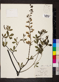 Baptisia alba var. macrophylla image