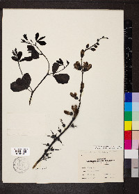 Baptisia alba var. macrophylla image