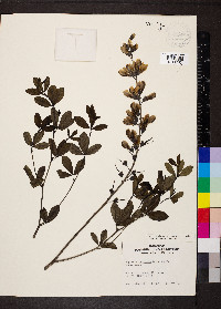 Baptisia alba image