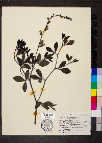 Baptisia alba var. macrophylla image