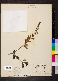 Baptisia alba var. macrophylla image