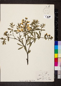 Baptisia bracteata var. leucophaea image