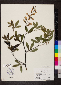 Baptisia alba var. alba image