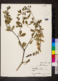 Baptisia alba image