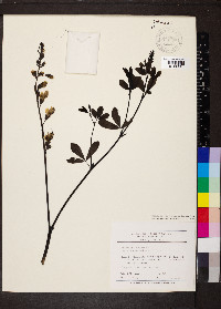 Baptisia alba var. macrophylla image