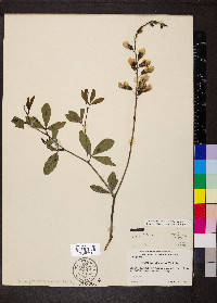 Baptisia alba var. macrophylla image