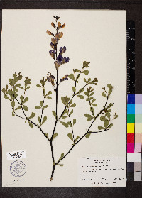 Baptisia australis image