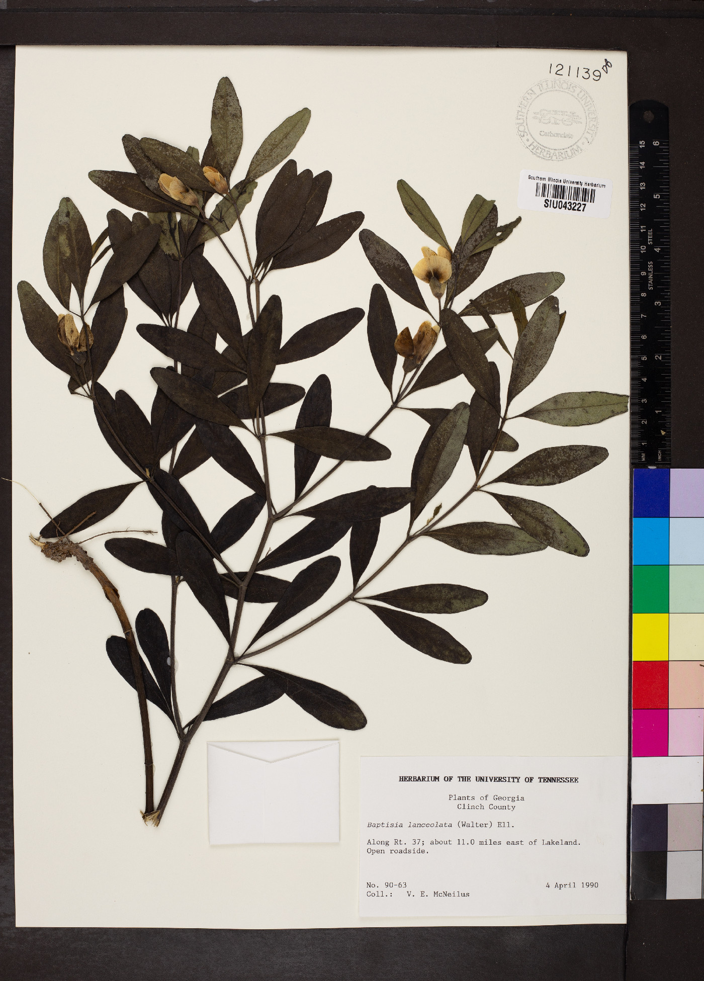 Baptisia lanceolata image