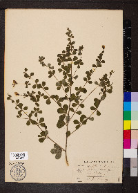 Baptisia tinctoria image