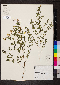 Baptisia tinctoria image