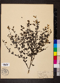 Baptisia tinctoria image