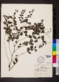 Baptisia tinctoria image