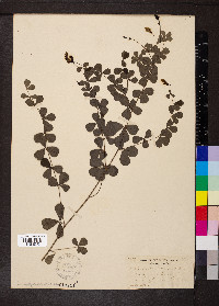 Baptisia tinctoria image