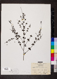 Baptisia tinctoria image