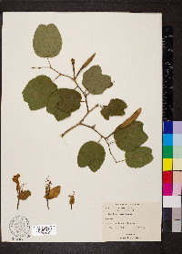 Bauhinia aculeata image