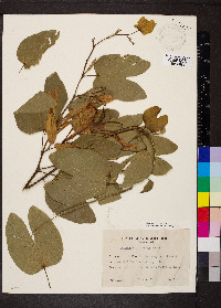 Bauhinia forficata image