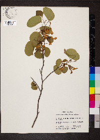 Bauhinia macranthera image