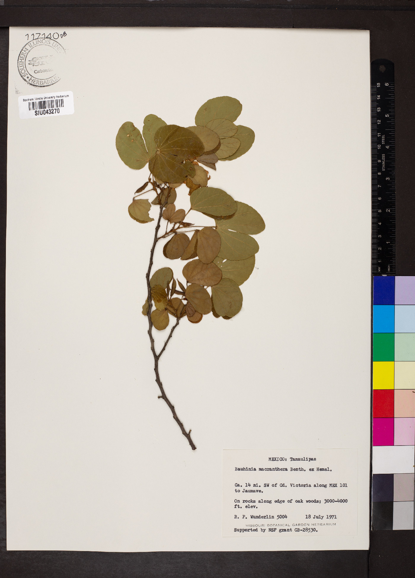 Bauhinia macranthera image