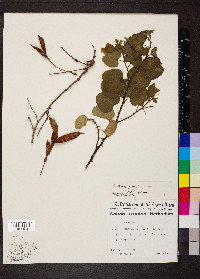 Bauhinia pauletia image