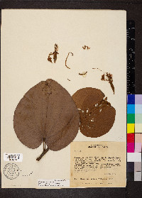 Bauhinia rufa image