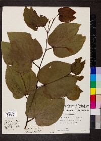 Bauhinia ungulata image