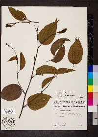 Bauhinia ungulata image