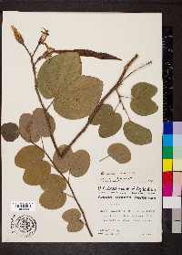 Bauhinia variegata image