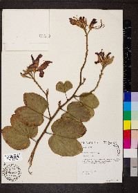 Bauhinia purpurea image