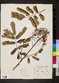 Caesalpinia pulcherrima image