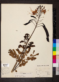 Caesalpinia pulcherrima image