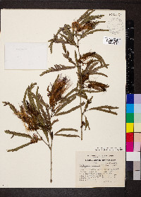 Calliandra magdalenae image
