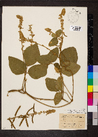 Calopogonium caeruleum image
