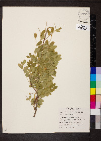 Caragana arborescens image