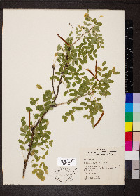 Caragana arborescens image