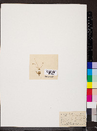 Sagina subulata image