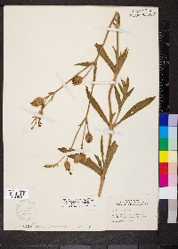 Silene latifolia image