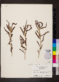 Chamaecrista nictitans var. aspera image