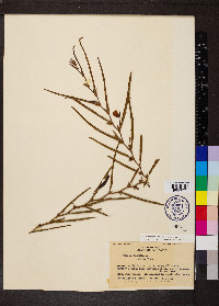 Chamaecrista flexuosa image