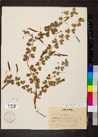 Chamaecrista rotundifolia image