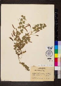 Chamaecrista rotundifolia image