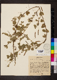 Chamaecrista rotundifolia image